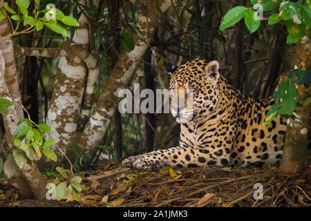 Jaguar (Panthera onca), adult resting under dense bushes, Pantanal, Mato Grosso, Brazil Stock Photo
