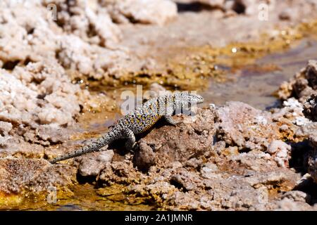 Fabian's lizard (Liolaemus fabiani), endemic, Salar de Atacama, Chile