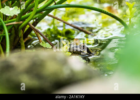 A European Common Frog (Rana Temporaria) in a garden pond.