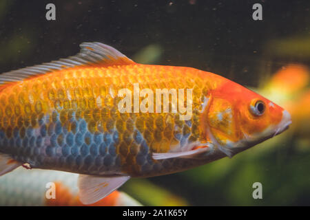 A large orange fish in a aquarium Stock Photo