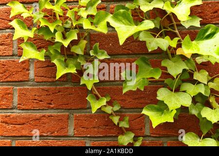 A lime green colored plant of common ivy grows on a red brick wall Stock Photo