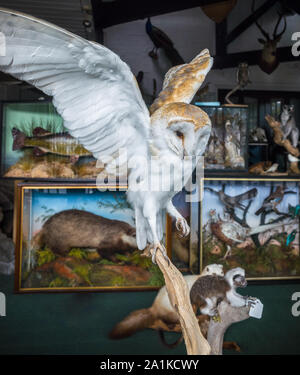 Llangollen, Denbighshire, Wales, UK. 5 September 2019. A stuffed barn and other animals on on display in the shop window of the Riverside Taxidermy st Stock Photo