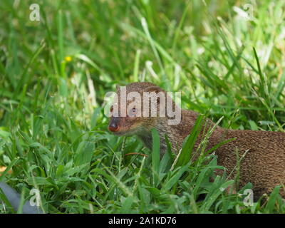 Small Indian Mongoose Oahu Hawaii Stock Photo