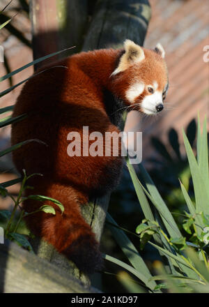 Captive Red Panda (Ailurus fulgens) in a Zoological Park in England. Stock Photo