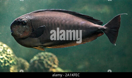 Bignose Unicornfish (naso vlamingii) Stock Photo