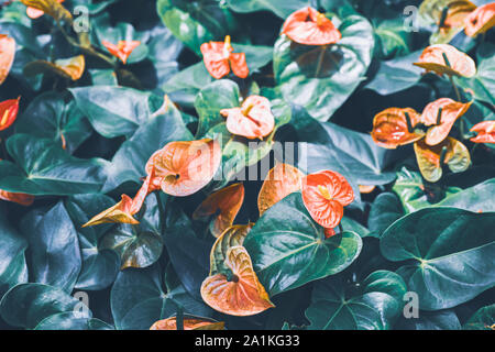 Abstract tropical beautiful flower and green leaves summer background. Red anthurium flowes ( tailflower, flamingo flower, laceleaf ) blooming in the Stock Photo