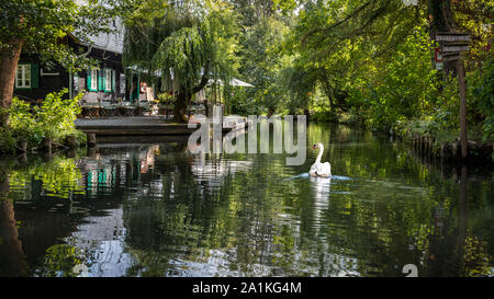 Mute swan in the Spreewald Stock Photo