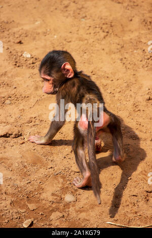 Baby Baboon on sand bank Stock Photo