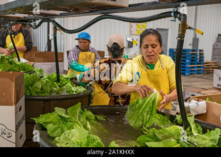 Hudsonville, Michigan - Workers wash and pack romaine lettuce harvested on a farm in west Michigan. Stock Photo