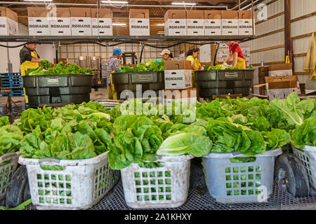 Hudsonville, Michigan - Workers wash and pack romaine lettuce harvested on a farm in west Michigan. Stock Photo