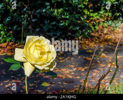 One sole yellow rose in full bloom growing in the park with autumn leaves on the ground behind it . Stock Photo