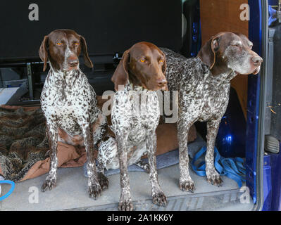 Three dogs, German short haired pointers, in the back of a car waiting to be taken for a walk, England, UK Stock Photo