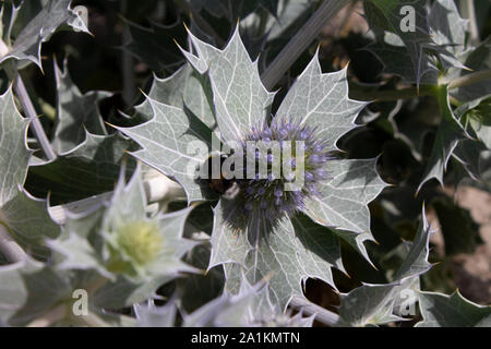 Blooming thistle with humblebee Stock Photo