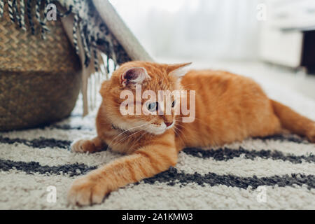 Ginger cat lying on floor carpet at home. Pet playing and feeling comfortable Stock Photo