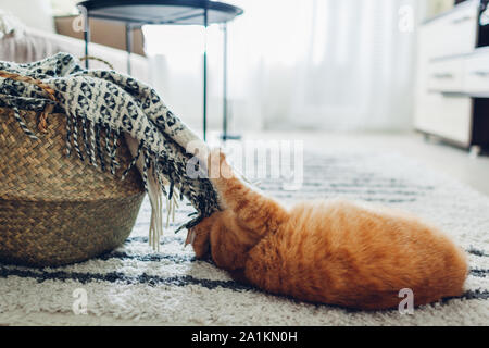 Ginger cat lying on floor carpet at home. Pet playing with blanket in basket Stock Photo