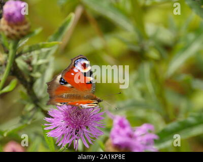 butterfly peacock drinks sweet nectar on a flower cornflower close up Stock Photo