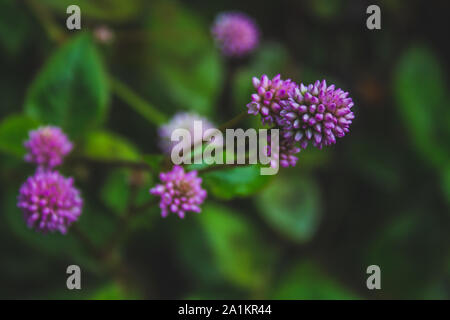 small pink flowers growing on forest ground on Sao Miguel Island, Azores, Portugal Stock Photo