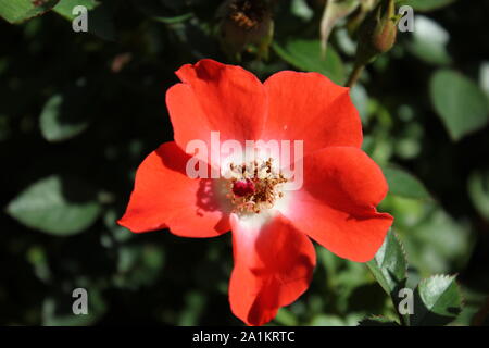 Perfect summer red gizmo miniature rose blossom. Stock Photo