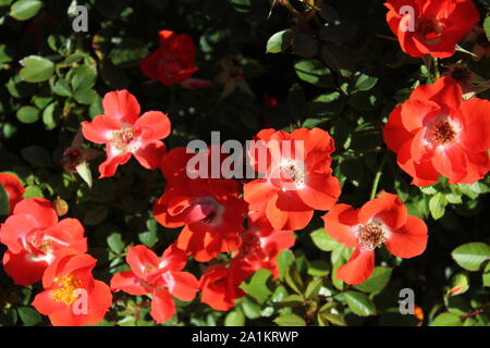 Perfect summer red gizmo miniature rose blossom. Stock Photo