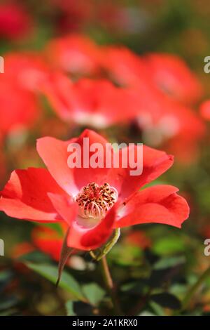 Perfect summer red gizmo miniature rose blossom. Stock Photo