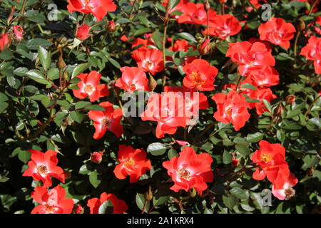 Perfect summer red gizmo miniature rose blossom. Stock Photo