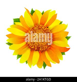 Sunflower isolated on white background vector Stock Vector