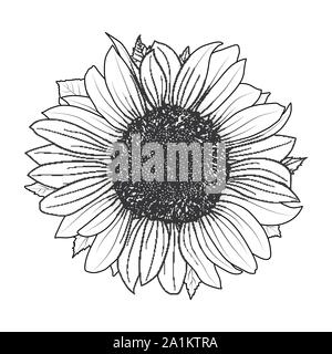 Sunflower for coloring book vector Stock Vector