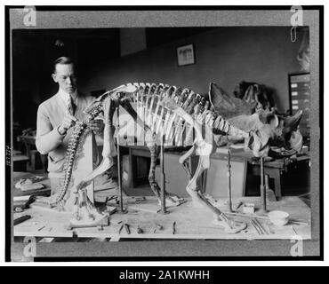 Norman Ross of the division of Paleontology, National Museum, preparing the skeleton of a baby dinosaur some seven or eight million years old for exhibition Stock Photo
