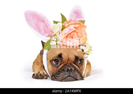 Cute French Bulldog dog lying on floor dressed up with a beautiful peony and roses flower rabbit ears headband easter bunny costume Stock Photo