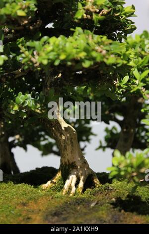 Miniature Japanese little leaf boxwood bonsai tree, buxus microphylla. Stock Photo