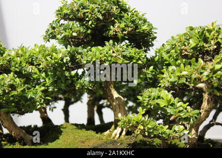 Miniature Japanese little leaf boxwood bonsai tree, buxus microphylla. Stock Photo