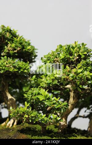 Miniature Japanese little leaf boxwood bonsai tree, buxus microphylla. Stock Photo