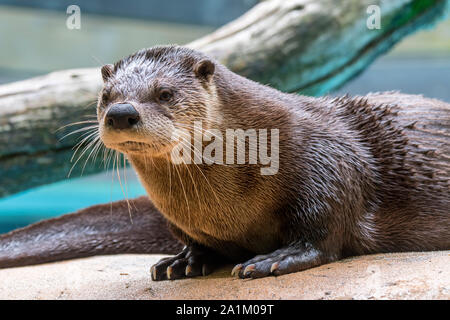 North American river otter / northern river otter / common otter (Lontra canadensis / Lutra canadensis) native to the the United States and Canada Stock Photo