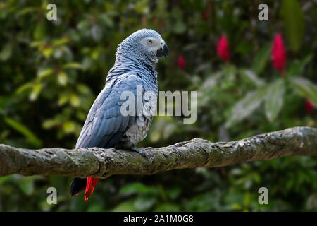 Congo grey parrot / African grey parrot (Psittacus erithacus) perched in tree, native to equatorial Africa Stock Photo