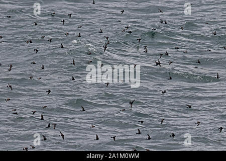 Wilson's Storm-petrel (Oceanites oceanicus) flock at sea  Strait of Magellan, Chile                 January Stock Photo