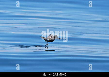 Wilson's Storm-petrel (Oceanites oceanicus) adult walking on water  Valparaiso, Chile                 January Stock Photo