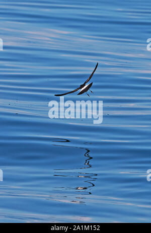 Wilson's Storm-petrel (Oceanites oceanicus) adult in flight low over the sea  Valparaiso, Chile                 January Stock Photo