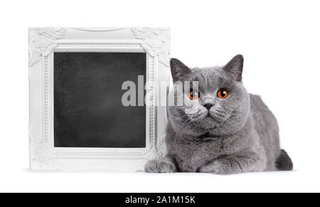 Impressive light blue young adult British Shorthair female cat, laying down facing front beside white blackboard filled photo frame. Looking with brig Stock Photo