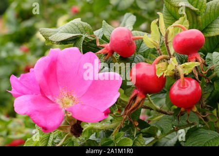 Rosa rugosa 'Rubra', forms a hedge with characteristic deep pink flowers and glossy hips in late summer. UK. Stock Photo