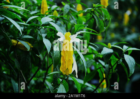 common  golden shrimp (Justicia brandegeana, Pachystachys lutea  ) also known as yellow queen shrimp plant , yellow flowers with lots of green leaves Stock Photo