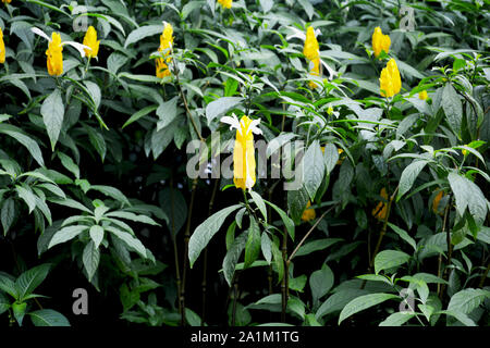common  golden shrimp (Justicia brandegeana, Pachystachys lutea  ) also known as yellow queen shrimp plant , yellow flowers with lots of green leaves Stock Photo
