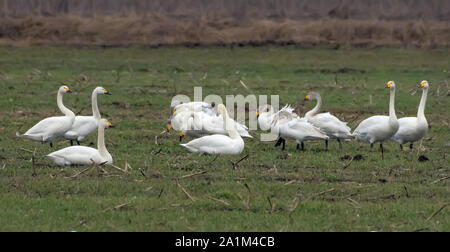 Mixed herd of different species of swans - tundra and whooper feeding and resting together on green field in spring Stock Photo