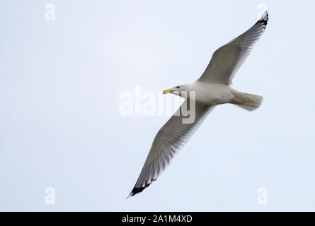 European herring gull flies in grey sky with spreaded wings Stock Photo