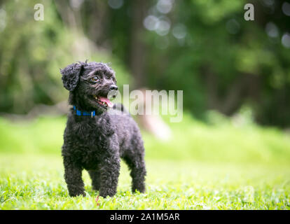 A small black Poodle mixed breed dog standing outdoors Stock Photo