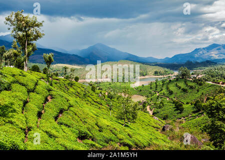 Tea plantations in mountains Stock Photo