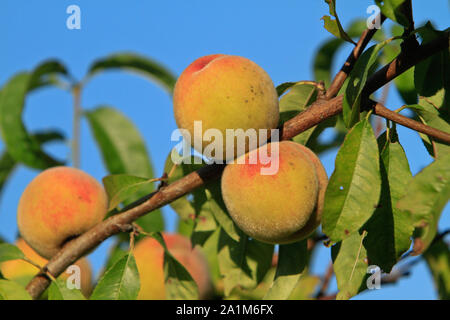 vineyard peaches on a branch Stock Photo