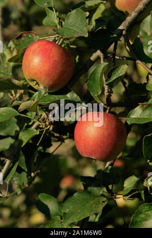 ripe red apples on a branch Stock Photo