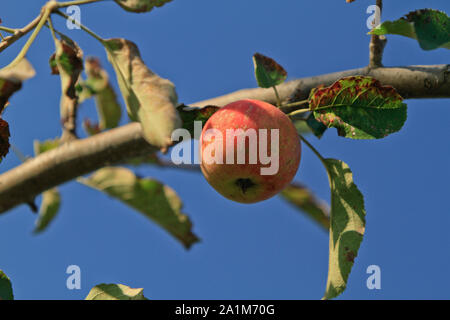 ripe red apple on a branch Stock Photo