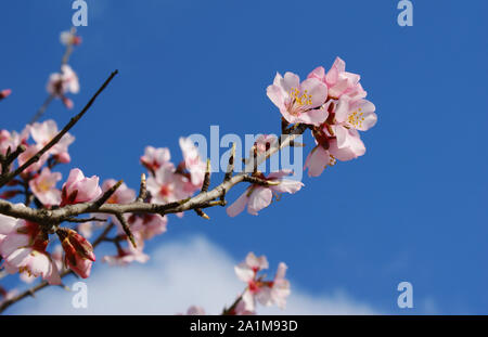 Flores del árbol del almendro con cielo azul con nubes de fondo Almond tree flowers with blue sky with clouds background Almond tree flower on blue ba Stock Photo