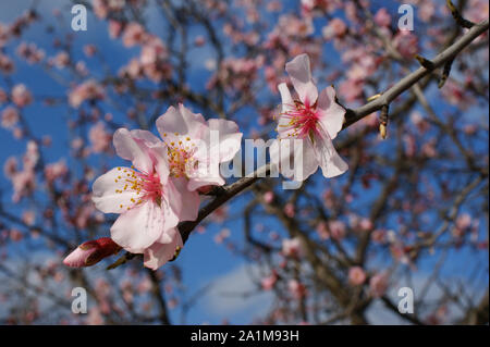 Flores del árbol del almendro con cielo azul con nubes de fondo Almond tree flowers with blue sky with clouds background Almond tree flower on blue ba Stock Photo